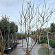 Koelreuteria paniculata 250-300 cm draadkluit meerstammig solitair