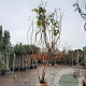 Koelreuteria paniculata 250-300 cm draadkluit meerstammig solitair