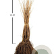 Lonicera xylosteum 20-30 cm wortelgoed 1/0 1 jarige zaailing