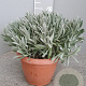 Lavandula angustifolia GM C5