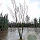 Lagerstroemia Dynabite 200-250 cm draadkluit