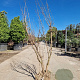 Lagerstroemia indica 125-150 cm draadkluit meerstammig