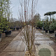 Lagerstroemia indica 150-175 cm draadkluit meerstammig