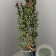 Lagerstroemia indica 175-200 cm cont. 95L