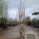 Lagerstroemia indica 175-200 cm draadkluit meerstammig solitair