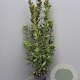 Laurus nobilis 125-150 cm 10L