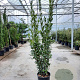 Laurus nobilis 175-200 cm 30L