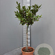 Laurus nobilis 80 cm 5,0L stam
