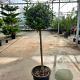 Laurus nobilis 80 cm stam container bol 50-60