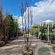 Lagerstroemia Rhapsody in Pink 150-175 cm draadkluit meerstammig