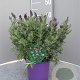 Lavandula stoechas GM C3