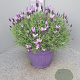 Lavandula stoechas GM 30L