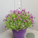 Lavandula stoechas GM 30L
