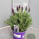 Lavandula stoechas P14