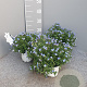 Lithodora diffusa P14