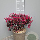 Loropetalum chinense 40-60 cm 10L