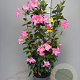 Mackaya bella 60-80 cm 4,0L
