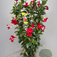 Mackaya bella 60-80 cm 4,0L