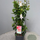Mackaya bella 70 cm 3,0L piramide