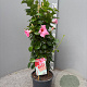 Mackaya bella 70 cm 3,0L piramide