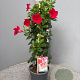 Mackaya bella 70 cm 3,0L piramide