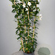 Mackaya bella 80-100 cm 5,0L