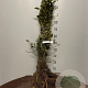 Malus sylvestris 50-80 cm wortelgoed 2-jarig verplante zaailin