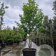 Magnolia kobus 300-350 cm container meerstammig