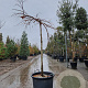 Metasequoia gl. 'Miss Grace' 120 cm stam container 8-10