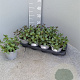 Mentha piperita 'Chocolate' P14