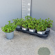 Mentha villosa 'Mojito' P14