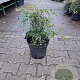 Nandina domestica 40-60 cm 10L