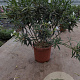 Nerium oleander 80-100 cm 14L
