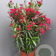 Nerium oleander 90-100 cm 25L