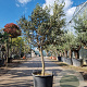 Olea europaea 160 cm stam container 16-18