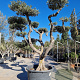 Olea europaea 60 cm container 60-80 pompon