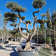 Olea europaea 60 cm container 60-80 pompon