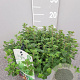 Origanum vulgare GM C3
