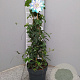 Passiflora caerulea 70 cm 3,0L piramide