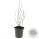 Philadelphus coronarius 40-60 cm wortelgoed 1-jarig bewortelde stekke 2-3 tak