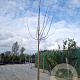 Paulownia fortunei Fast Blue 200 cm stam draadkluit 25-30