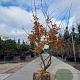 Parrotia persica 200-250 cm draadkluit meerstammig 140-160 diameter