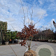 Parrotia persica 200-250 cm draadkluit meerstammig 140-160 diameter