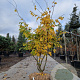 Parrotia persica 'Vanessa' 200-250 cm draadkluit meerstammig 140-160 diameter