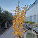 Parrotia persica 'Vanessa' 250-300 cm draadkluit extra