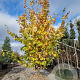 Parrotia persica 'Vanessa' 350-400 cm draadkluit extra verplant