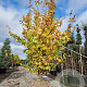 Parrotia persica 'Vanessa' 350-400 cm draadkluit extra verplant