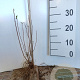 Philadelphus 'Lemoinei' 50-80 cm wortelgoed 2 jaar vaststaande winter 3 tak
