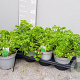 Petroselinum crispum 'Mosscurled' P14