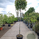 Photinia fraseri 'Red Robin' 160 cm stam container 8-10